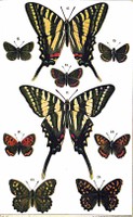 Schmetterlinge