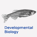 Developmental Biology