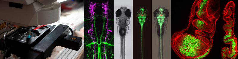  B.Sc. & M.Sc. Molekulare Medizin