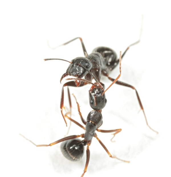 camponotus