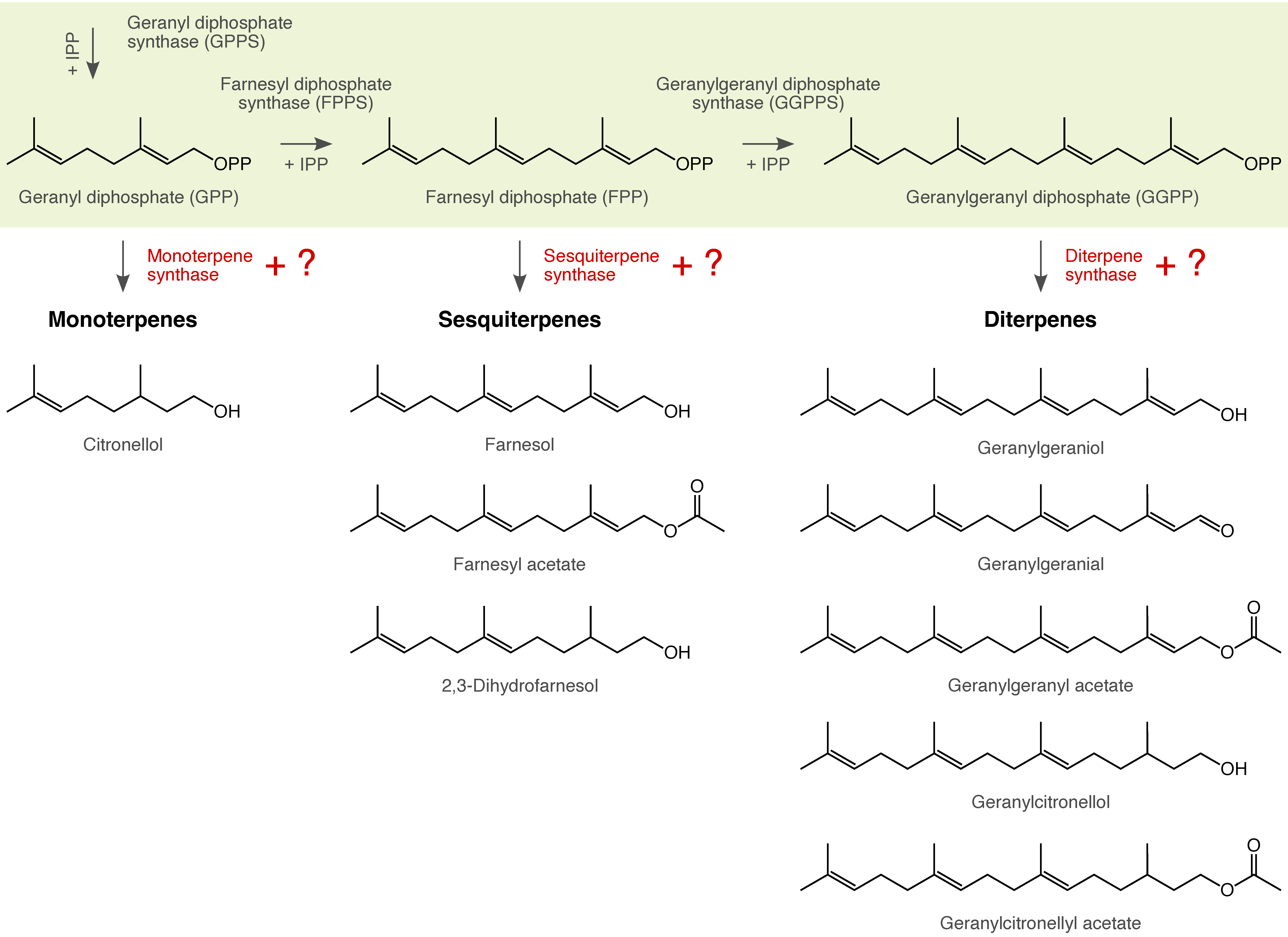 Biosynthesis