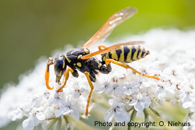 Polistes dominula