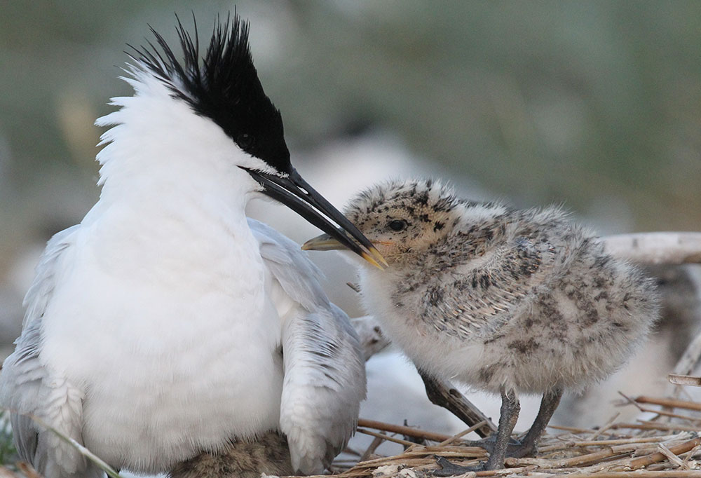 Sandwich Tern