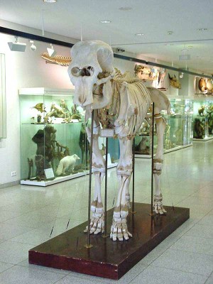 Ausstellung der zoologischen Sammlung