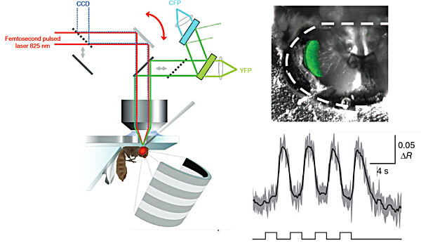 laser-scanning