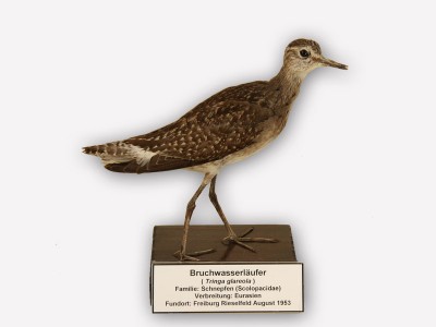 Vitrine 14 - Bruchwasserläufer - Tringa glareola L.