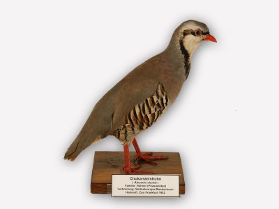 Vitrine 14 - Chukar-Steinhuhn - Alectoris graeca