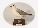 Vitrine 8 - Eissturmvogel - Fulmarus glacialis L. - thumbnail