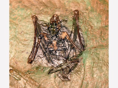 Vitrine 1 - Fossil - Fledermaus