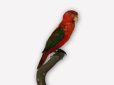 Vitrine 13 - Gelbmantellori - Lorius garrulus Wagl.