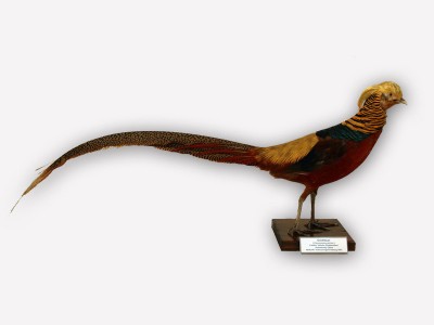 Vitrine 13 - Goldfasan - Chrysolophus pictus L.