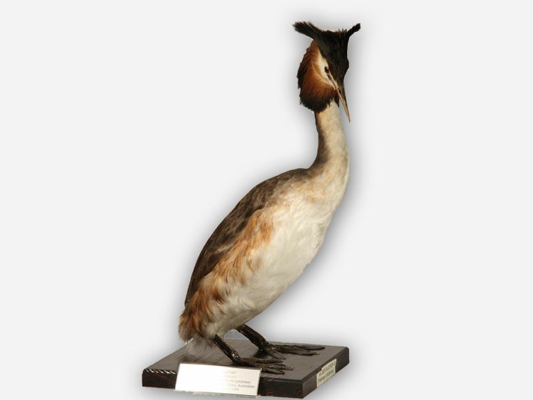 Vitrine 8 - Haubentaucher - Podiceps cristatus L.  - small