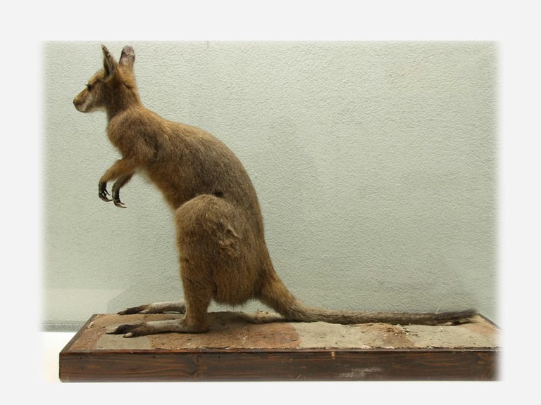 Vitrine 7 - Graues Riesen-Känguru - Macropus giganteus Zimm.  - small