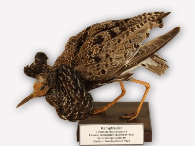 Vitrine 14 - Kampfläufer - Philomachus pugnax 