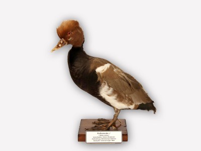 Vitrine 15 - Kolbenente - Netta rufina Pall.