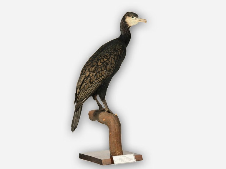 Vitrine 9 - Kormoran - Phalacrocorax carbo L. - small