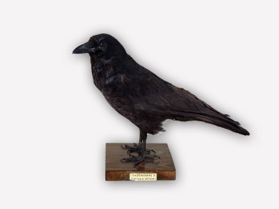 Vitrine 6 - Rabenkrähe - Corvus corone corone L.