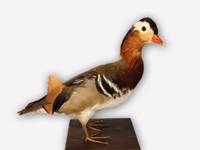 Vitrine 15 - Mandarinente - Aix galericulata