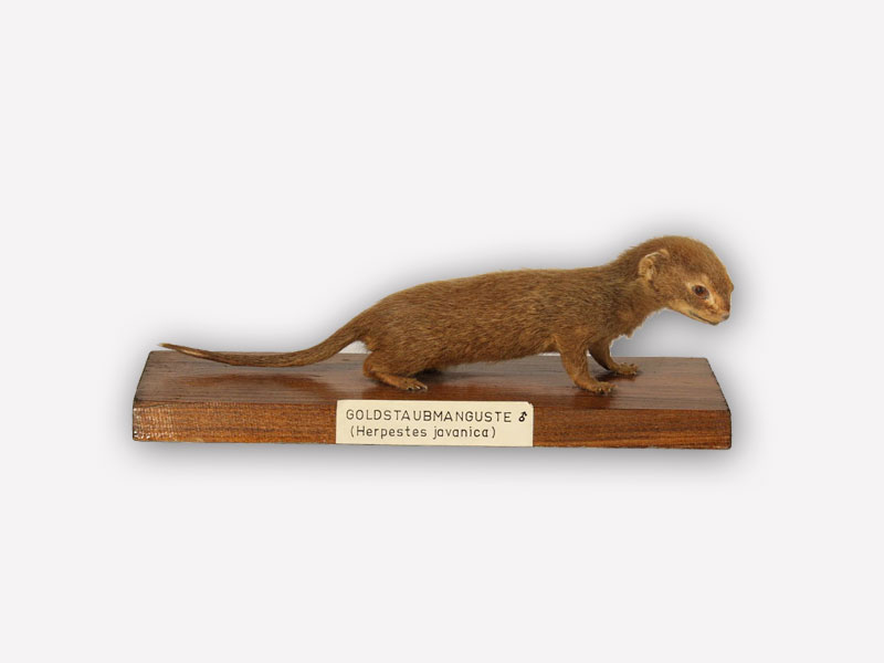 Vitrine 6 - Goldstaubmanguste - Herpetes javanica