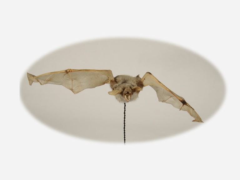 Vitrine 6 - Mausohrfledermaus - Myotis myotis Borkhausen - small