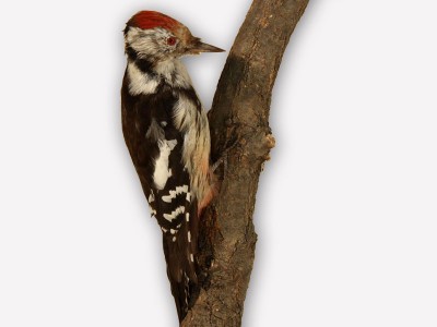 Vitrine 14 - Mittelspecht - Dendrocopos medius L.