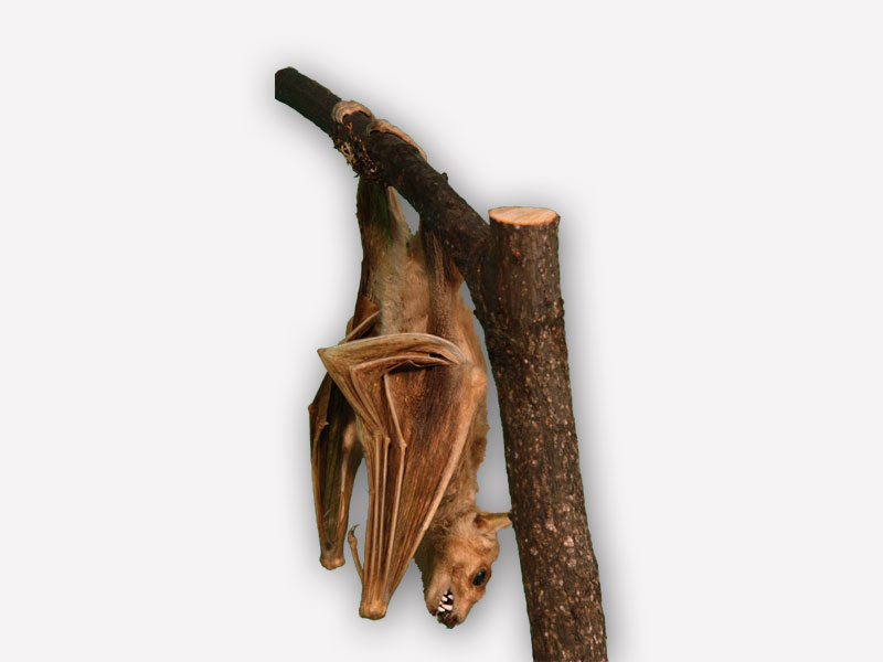 Vitrine 1 - Flughund-Nilflughund - Rousettus aegyptiacus