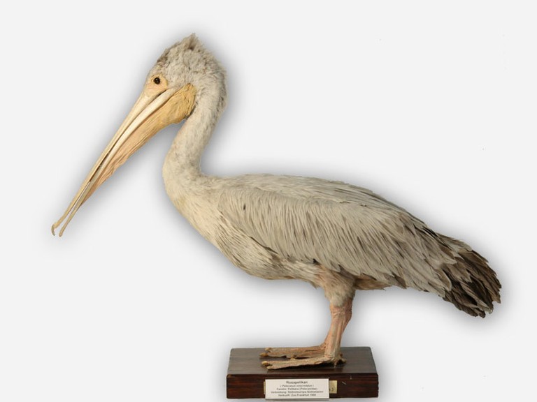 Vitrine 9 - Pelikan - Pelecanus onocrotalus Gm. - small