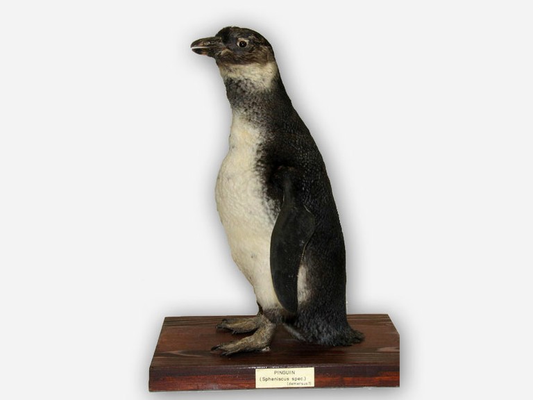 Vitrine 3 - Pinguin - Spheniscus spec. demersus? - small