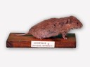 Vitrine 2 - Schermaus - Arvicola terrestris L. - thumbnail