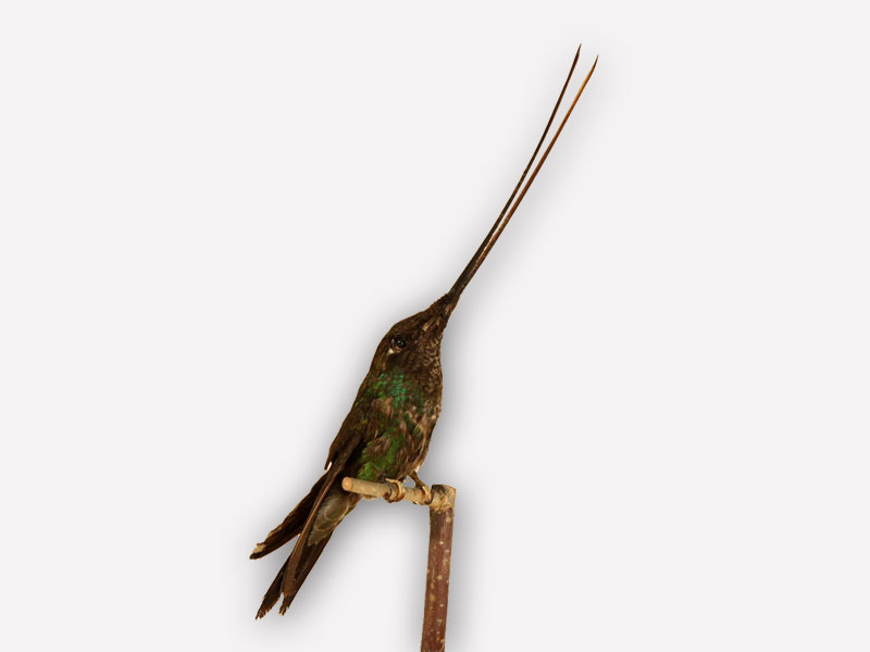 Vitrine 14 - Schwertschnabelkolibri - Ensifera ensifera Bois