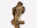 Vitrine 10 - Sperber - Accipiter nisus L. - thumbnail