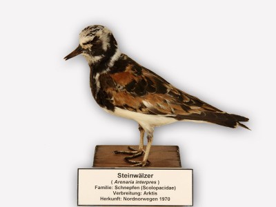 Vitrine 14 - Steinwälzer - Arenaria interpres L.