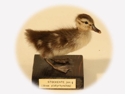 Vitrine 15 - Stockente - Anas platyhynchos 