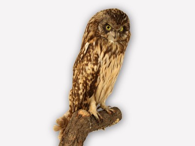 Vitrine 14 - Sumpfohreule - Asio flammeus Pall.