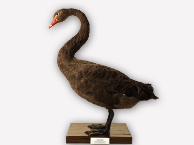 Vitrine 15 - Trauerschwan (Schwarzer Schwan) - Cygnus atratus L.
