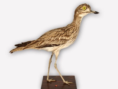 Vitrine 14 - Triel - Burhinus oedicnemus L.