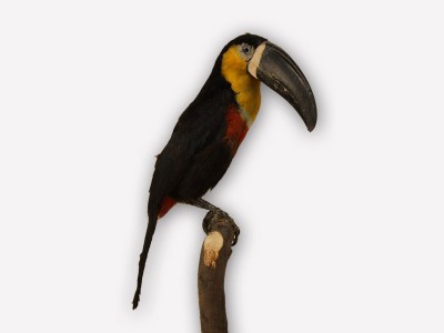 Vitrine 13 - Orange-Tukan - Rhamphastos vitellinus Licht