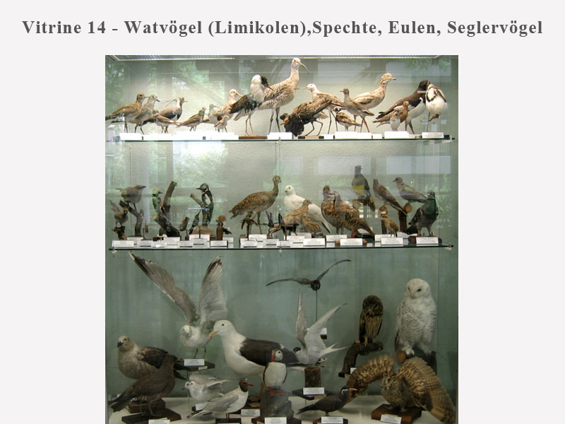 Vitrine 14 - Watvögel, Spechte, Eulen & Seglervögel