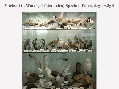 Vitrine 14 - Watvögel, Spechte, Eulen & Seglervögel