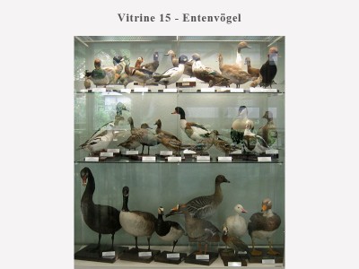 Vitrine 15 - Entenvögel