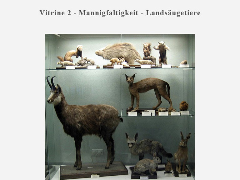 Vitrine 2 - Mannigfaltigkeit - Landsäugetiere - small