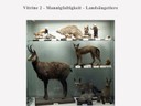 Vitrine 2 - Mannigfaltigkeit - Landsäugetiere - thumbnail