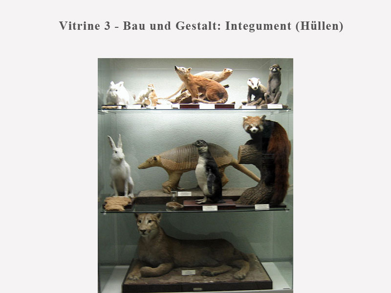 Vitrine 3 - Bau und Gestalt: Integument (Hüllen)