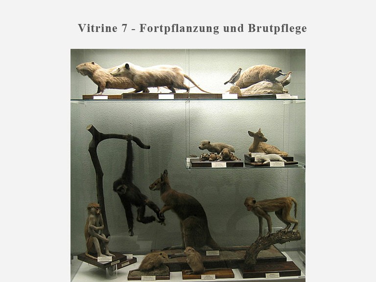 Vitrine 7 - Fortpflanzung und Brutpflege - small