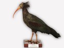 Vitrine 9 - Waldrapp - Geronticus eremita L. - thumbnail