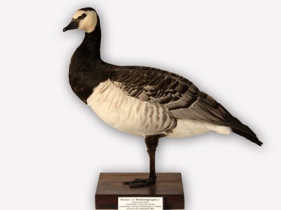 Vitrine 15 - Weißwangengans - Branta leucopsis