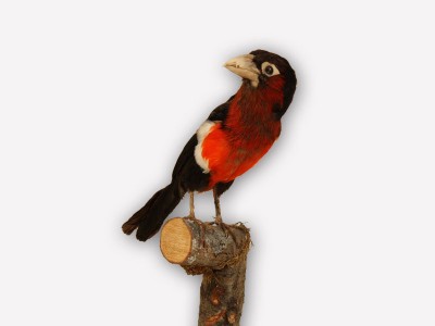 Vitrine 13 - Zahnbartvogel - Lybius aequatorialis Shell. 
