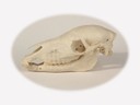 Vitrine 4 - Zebra - Equus quagga subsp. - thumbnail