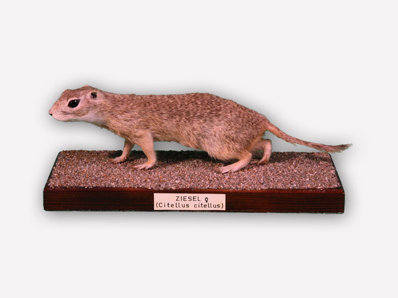 Vitrine 2 - Ziesel - Citellus citellus L.