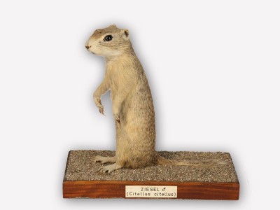 Vitrine 6 - Ziesel - Citellus citellus L.